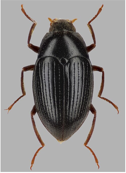 Fayl:Elmomorphus minutus.jpg