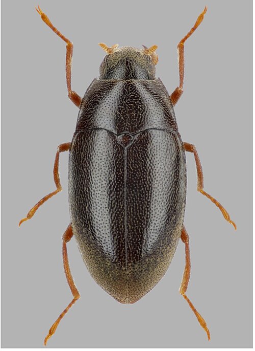Fayl:Elmomorphus punctulatus.jpg