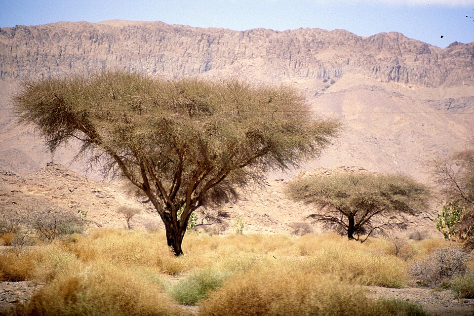 Fayl:Hoggar Tamanghasset Algeria.jpg