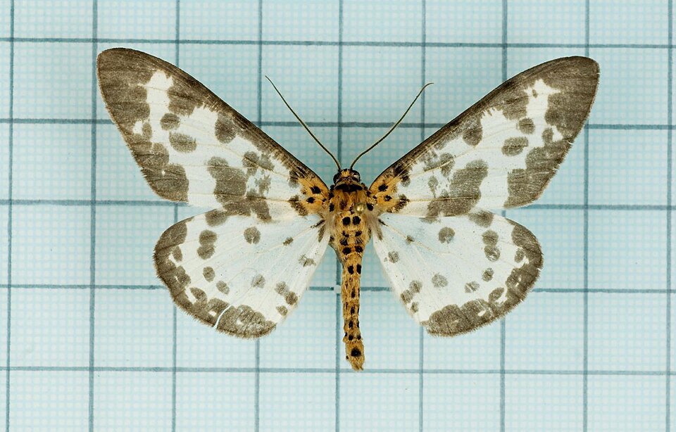 Fayl:Percnia longitermen.jpg