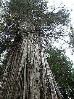 Alerce Milenario (2-rasm)