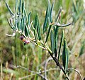 Andromeda polifolia