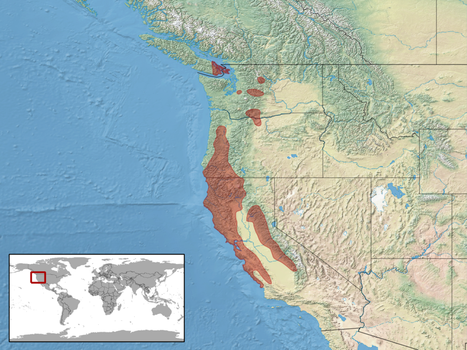 Fayl:Contia tenuis distribution.png