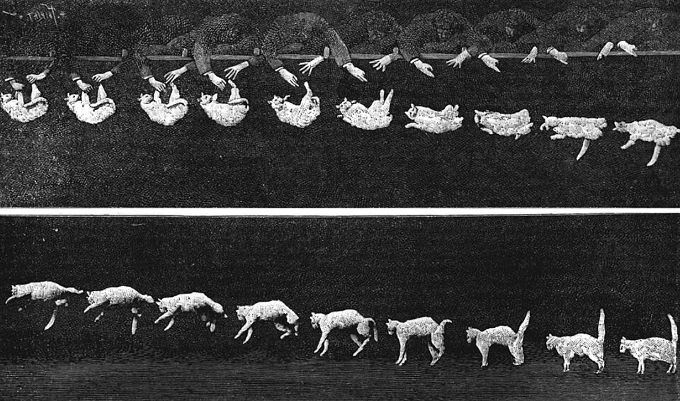 Fayl:Falling cat 1894.jpg