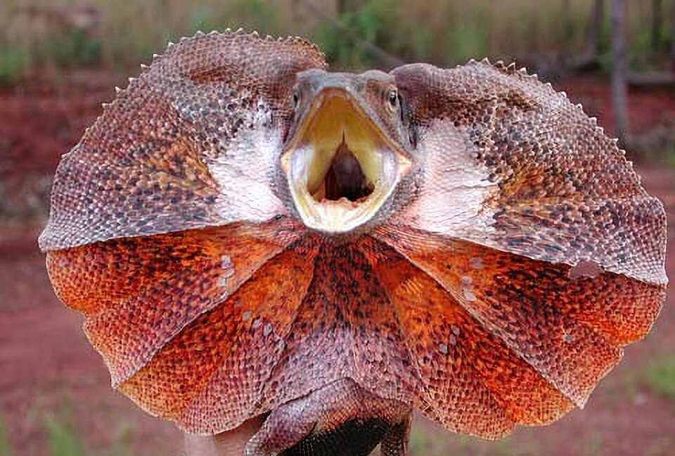 Fayl:Frilled-lizard500.jpg
