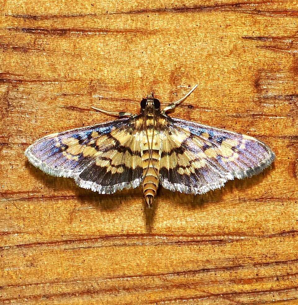 Fayl:Mimorista botydalis 318923871.jpg