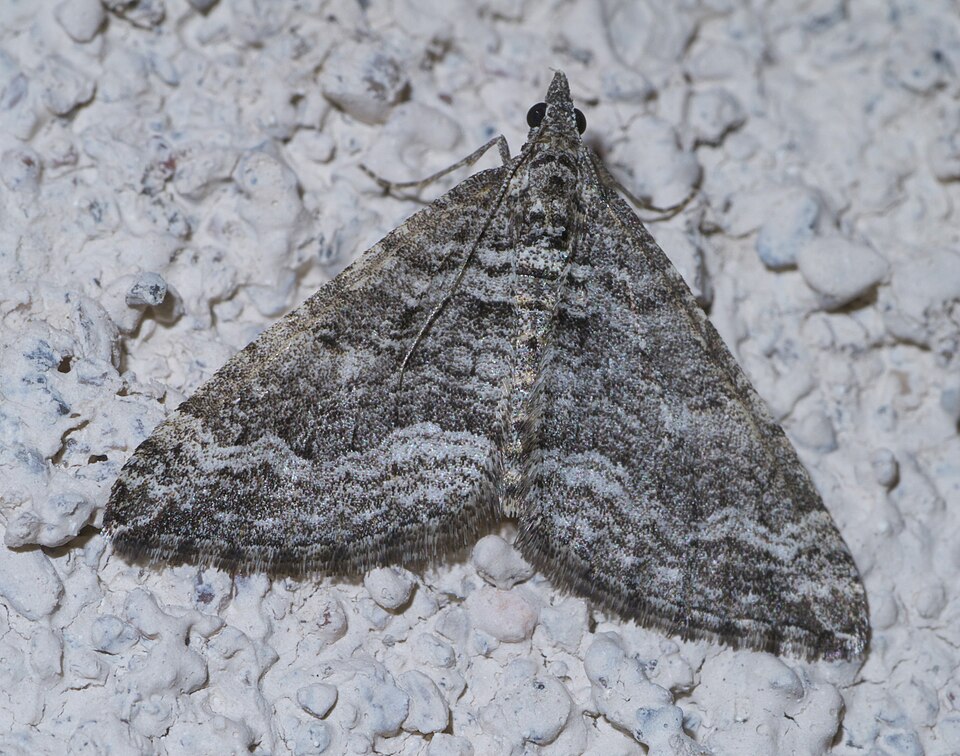 Fayl:Perizoma custodiata P1520173a.jpg