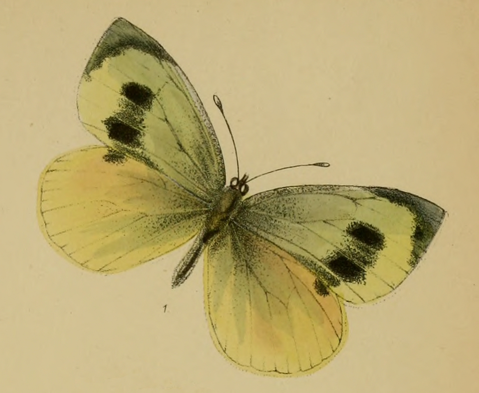 Fayl:Pieris wollastoni-PD.png