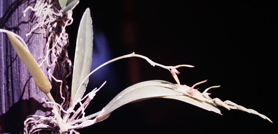 Fayl:Pleurothallis lanceana - pl.jpg