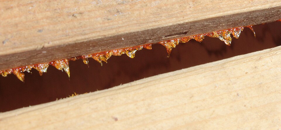 Fayl:Propolized bars pulled apart.JPG