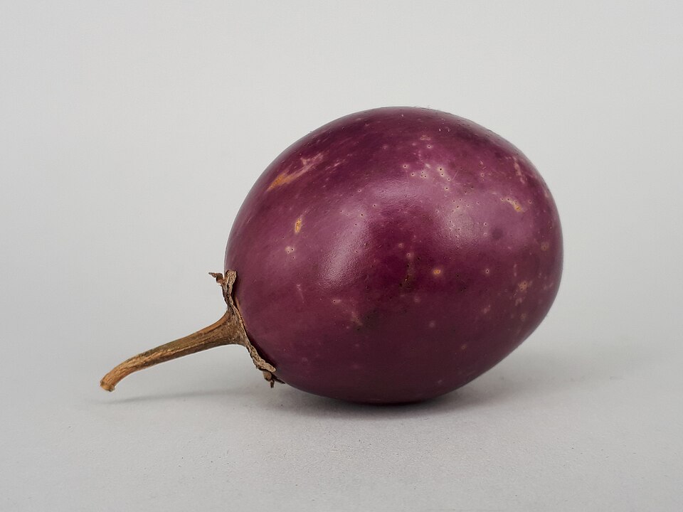 Fayl:Ratna eggplant 2017 A2.jpg