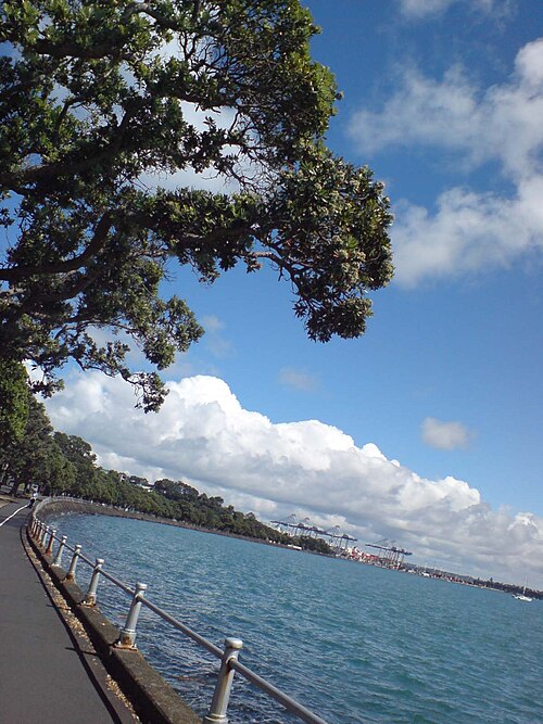 Fayl:Tamaki Drive Overhanging Pohutukawa.jpg