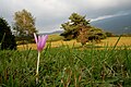Limana