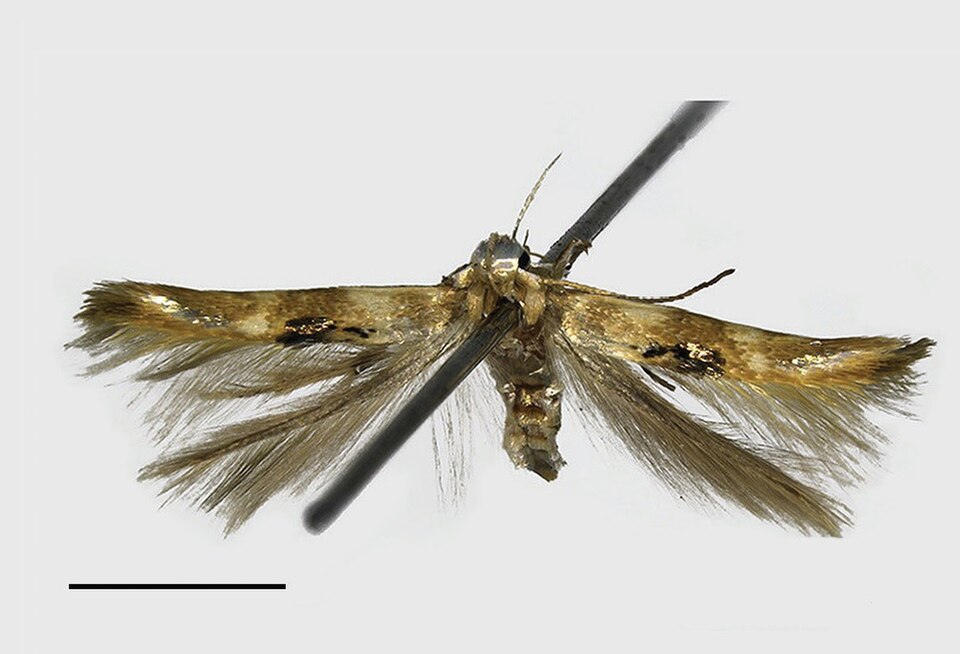 Fayl:Hieromantis rectangula.jpg