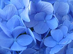 H. m. Alyuminiy sulfat eritmasidan koʻkargan „Nikko Blue“ barglari
