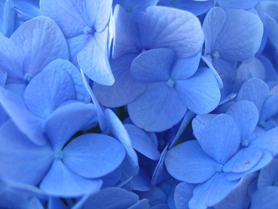 Fayl:Nikko Petals 1.jpg