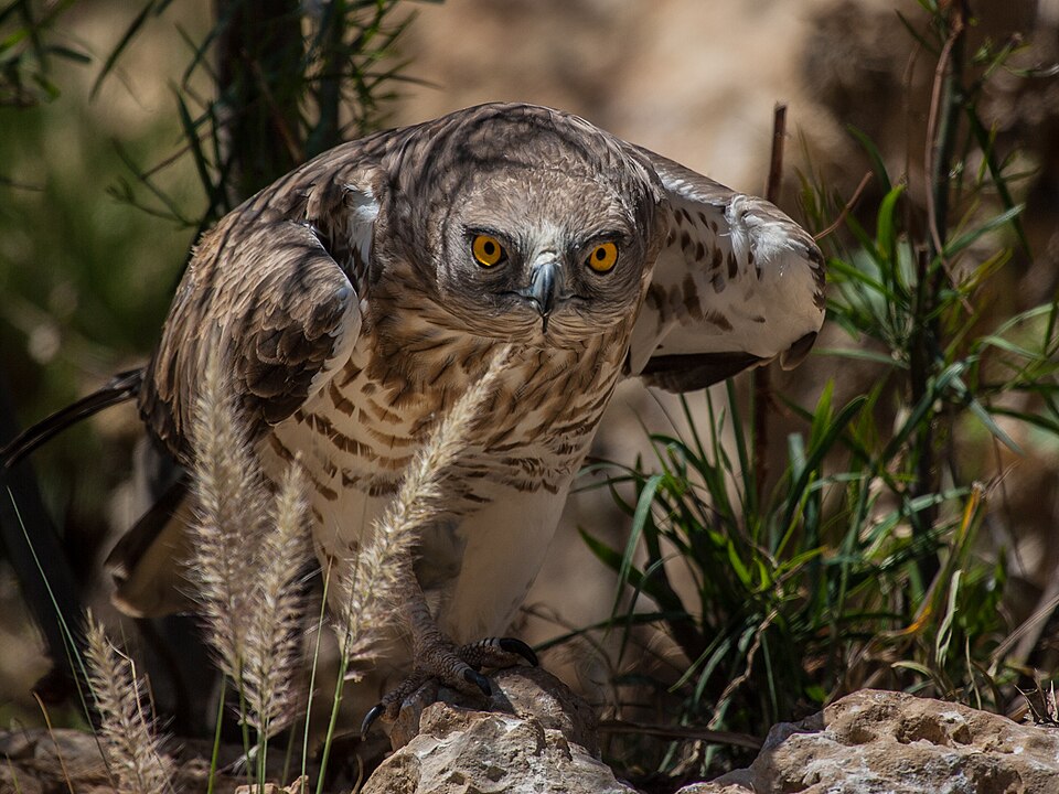 Fayl:Short-toed eagle.jpg