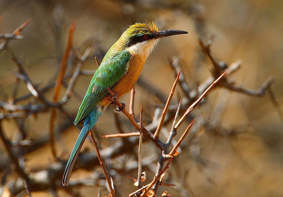 Fayl:Somali Bee-eater, Merops revoilii.jpg