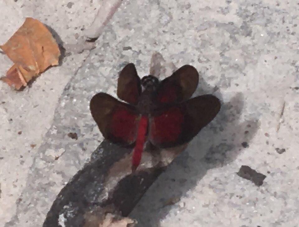 Fayl:Diastatops intensa.jpg