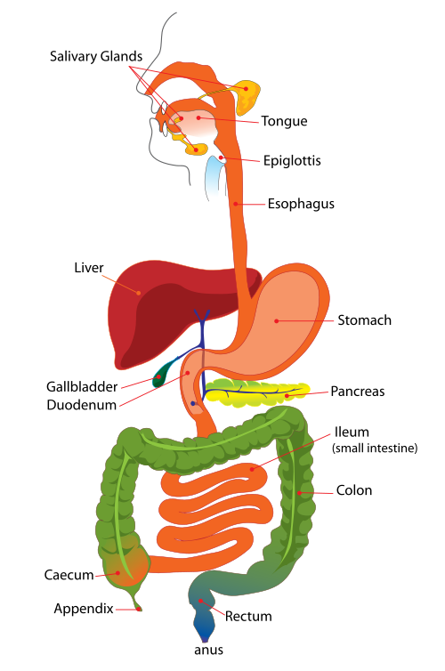 Fayl:Digestive system simplified.svg