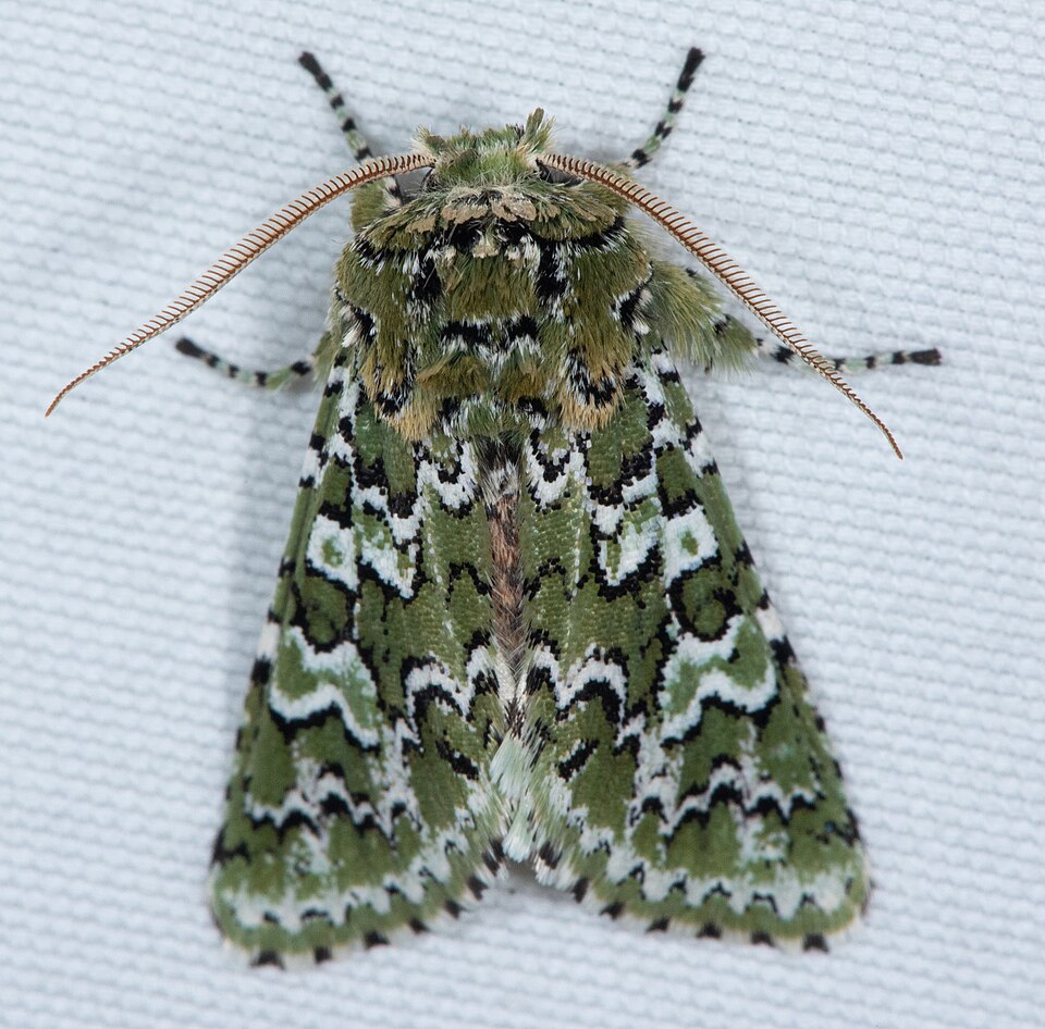 Fayl:Feralia februalis.jpg