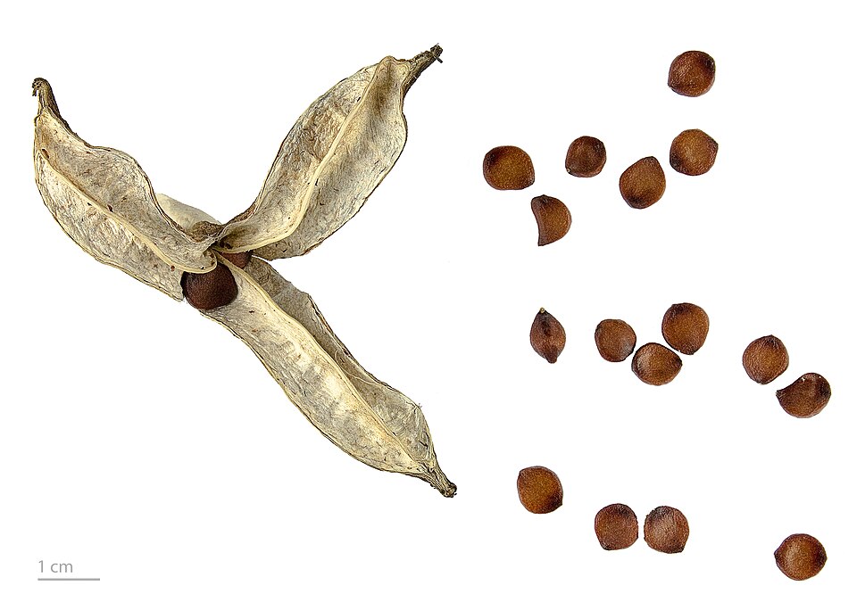 Fayl:Iris pseudacorus MHNT.BOT.2004.0.115a.JPG