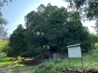 Mojurum Archasi(Makedonskiy Archasi)