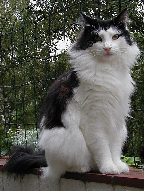 Fayl:Norwegian forest cat.jpg