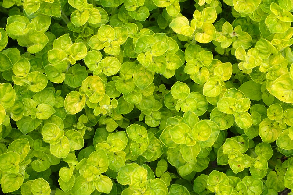 Fayl:Origanum onites 'Aurea' kz02.jpg