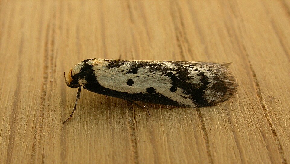 Fayl:Philobota lysizona.jpg