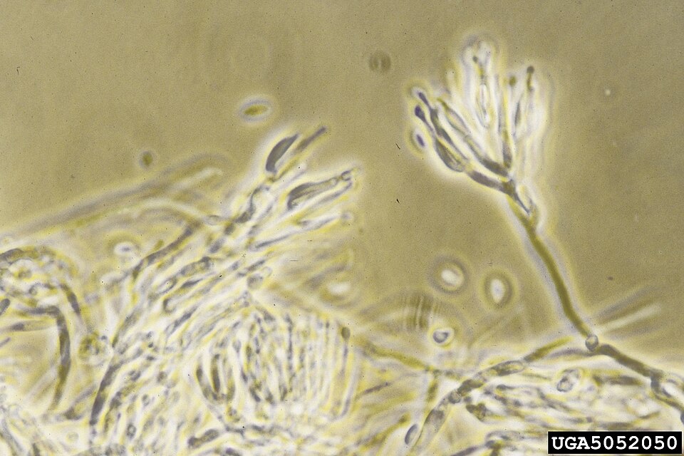 Fayl:Bionectria.jpg
