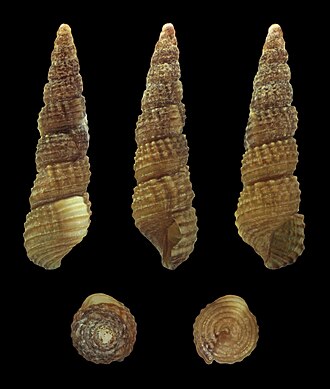 scabrum shakli