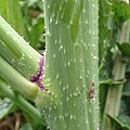 Brassica nigra