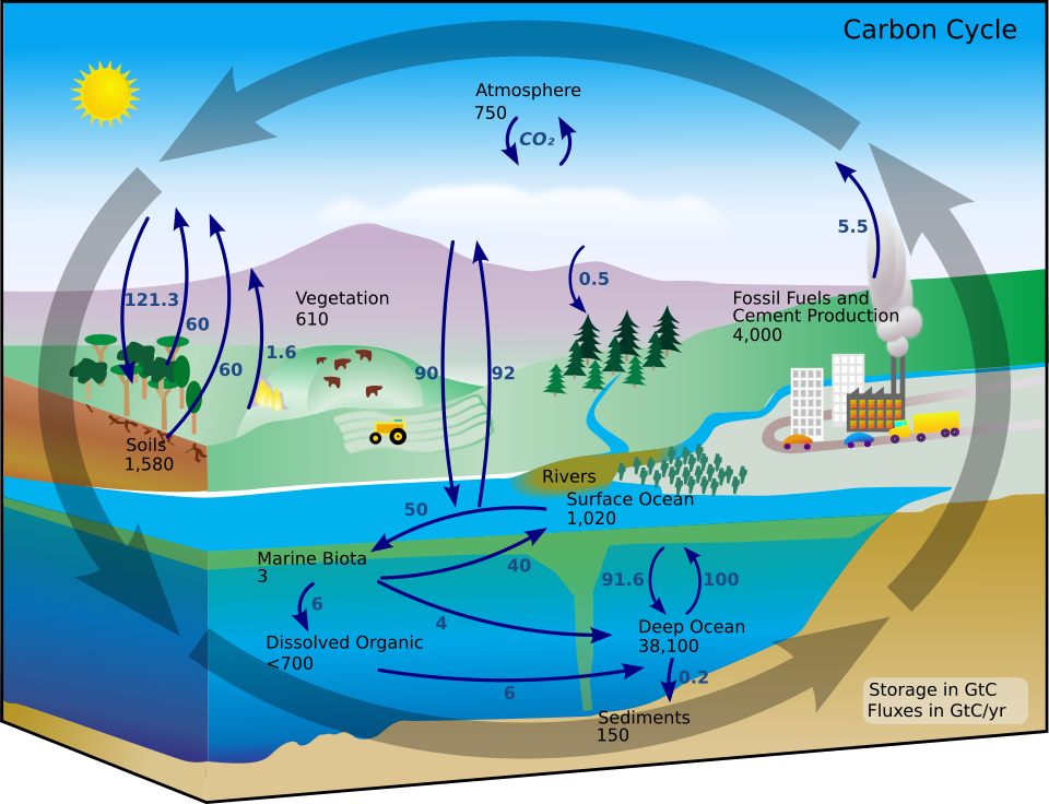 Fayl:Carbon cycle-cute diagram.svg