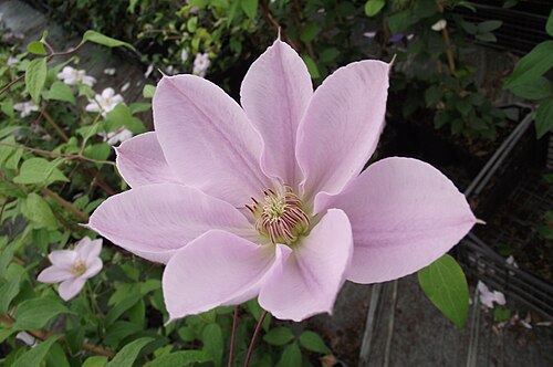 Klematis Chantilly.