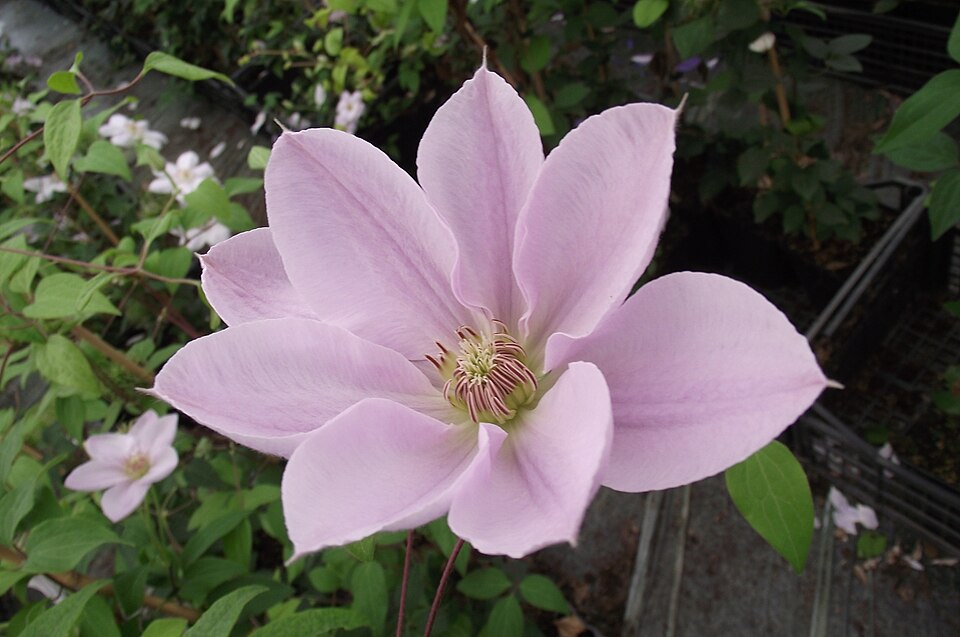Fayl:Clematite chantily 01.JPG
