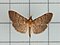 Phostria