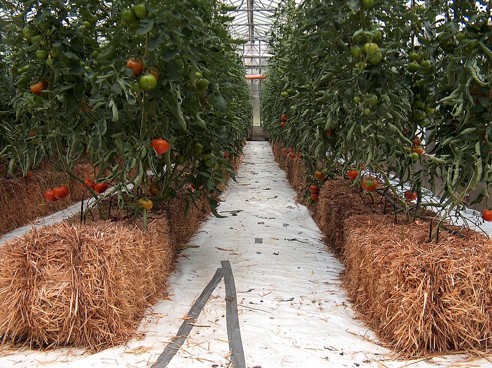 Fayl:Hydroponic g12.jpg