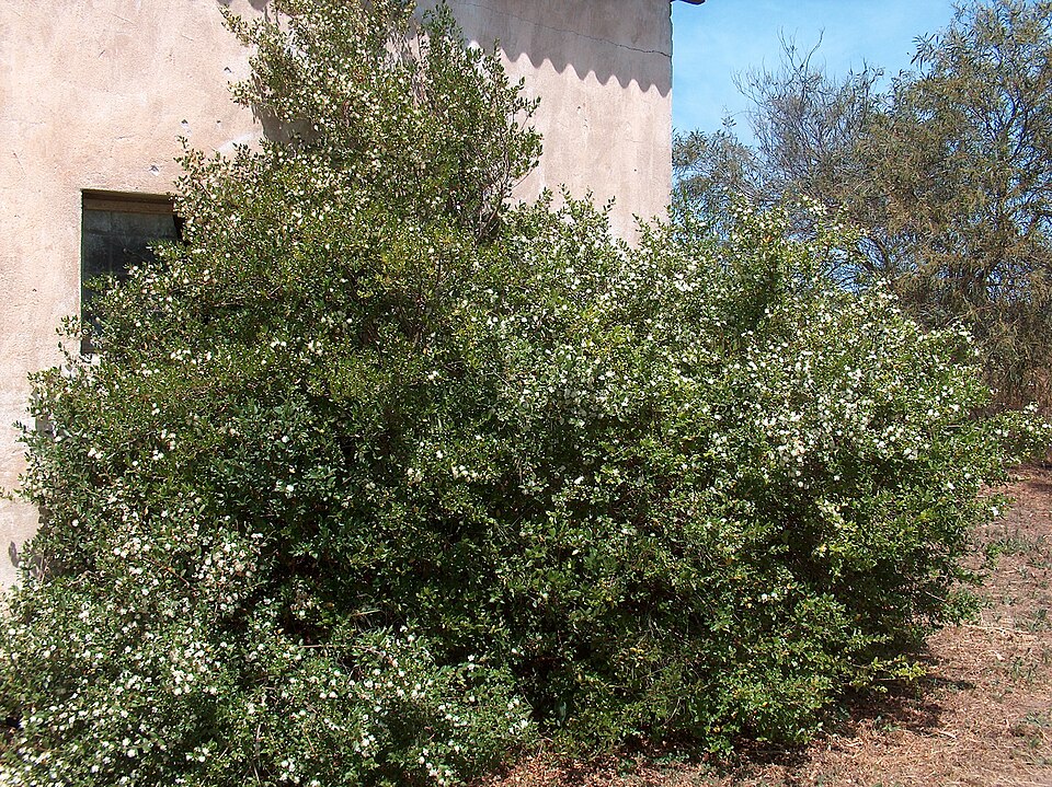 Fayl:Myrtus communis10.jpg
