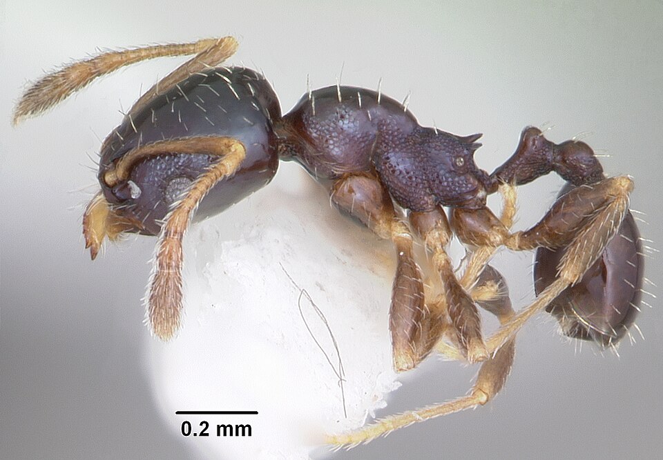 Fayl:Pheidole metallescens casent0104412 profile 1.jpg