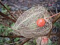 Physalis alkekengi: gul kosachasi 'skeleti' ichkarida meva ko'rsatmoqda