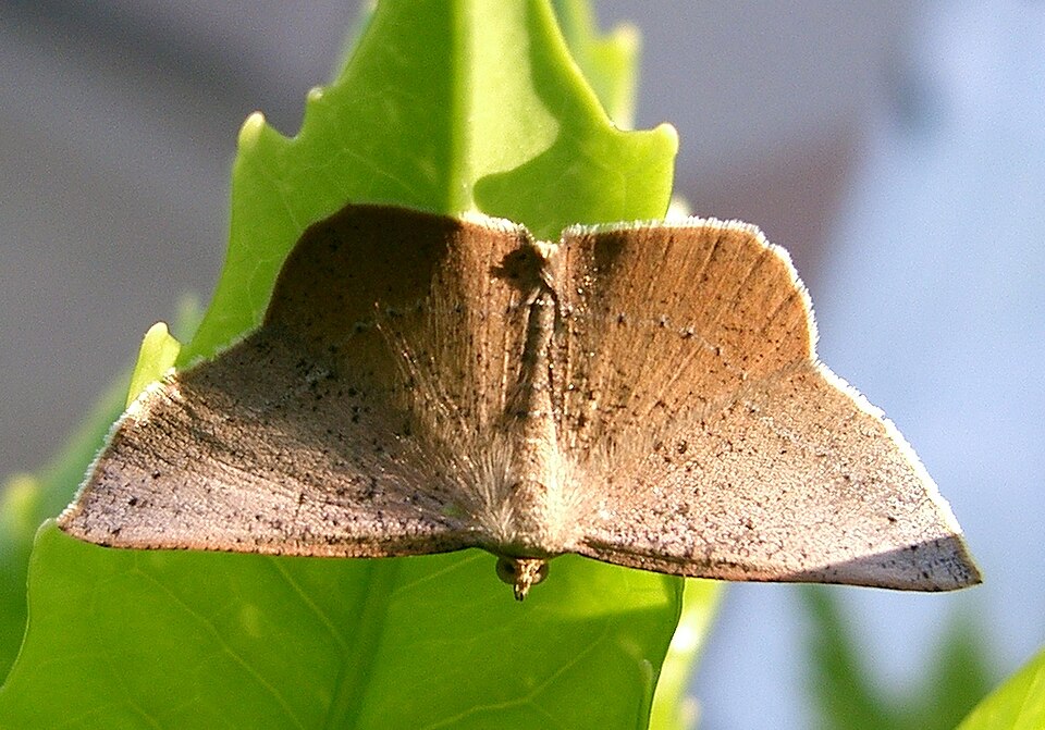 Fayl:Plesiomorpha punctilinearia1.jpg
