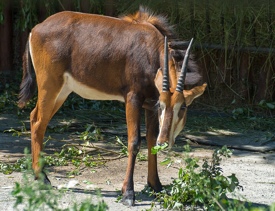 Fayl:Hippotragus niger 2.jpg