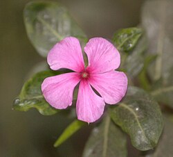 Hindistonda keng tarqalgan bog 'oʻsimlik