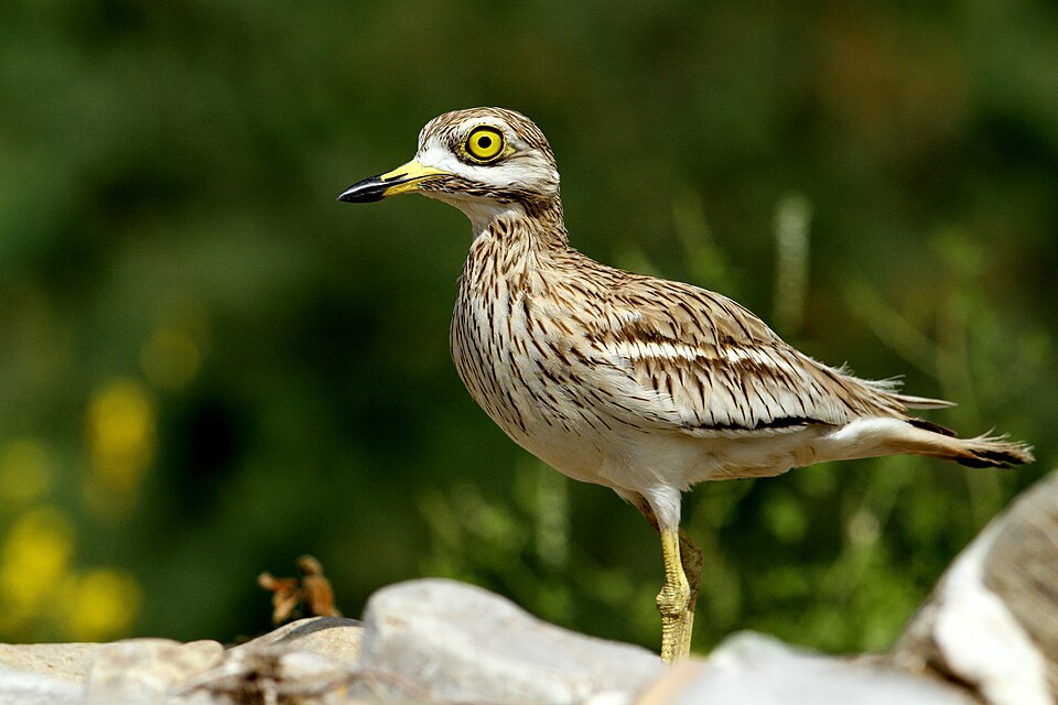 Fayl:Occhione Lazio 2015.jpg