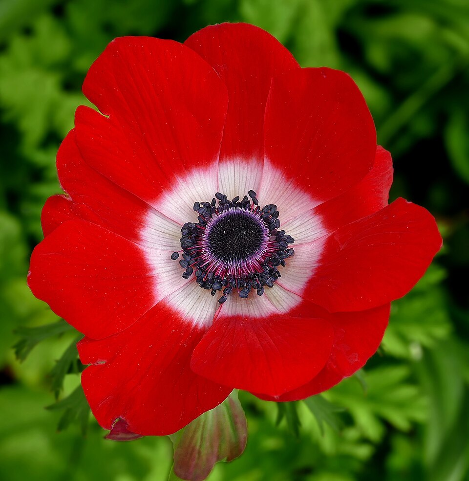 Fayl:Red Anemone coronaria.jpg