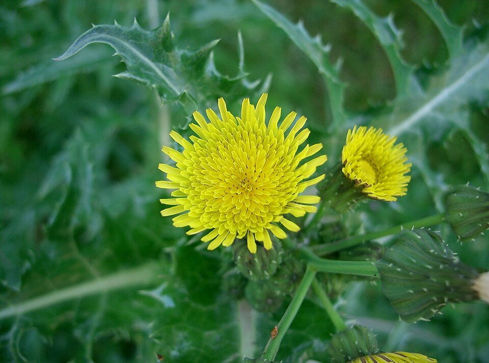 Fayl:Sonchus asper2.jpg