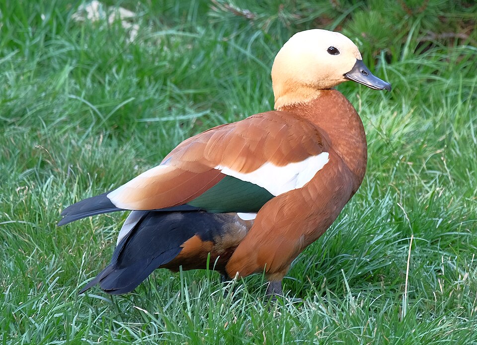 Fayl:Tadorna ferruginea 8088.jpg