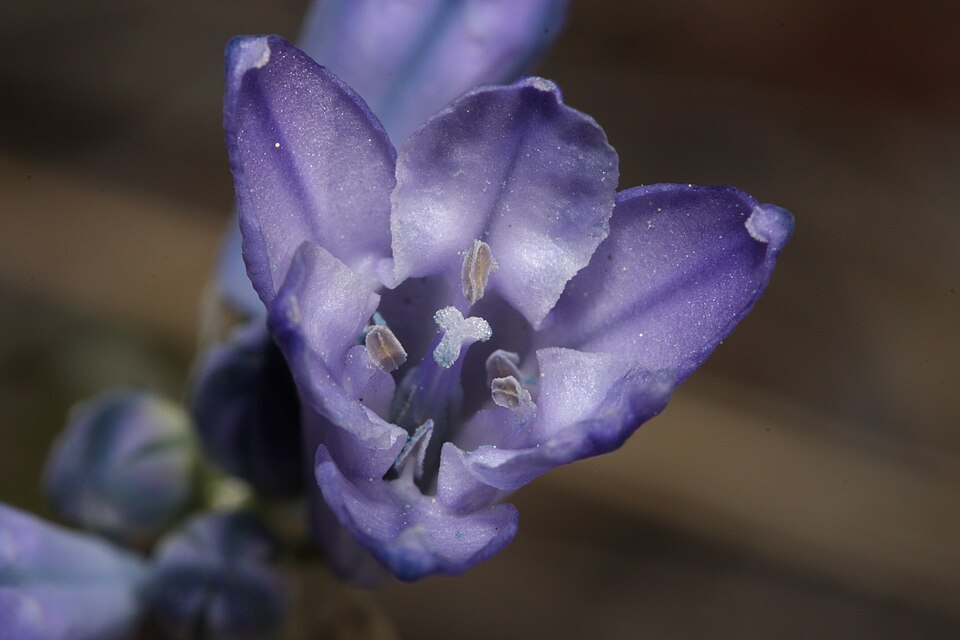 Fayl:Triteleia grandiflora 9554.JPG