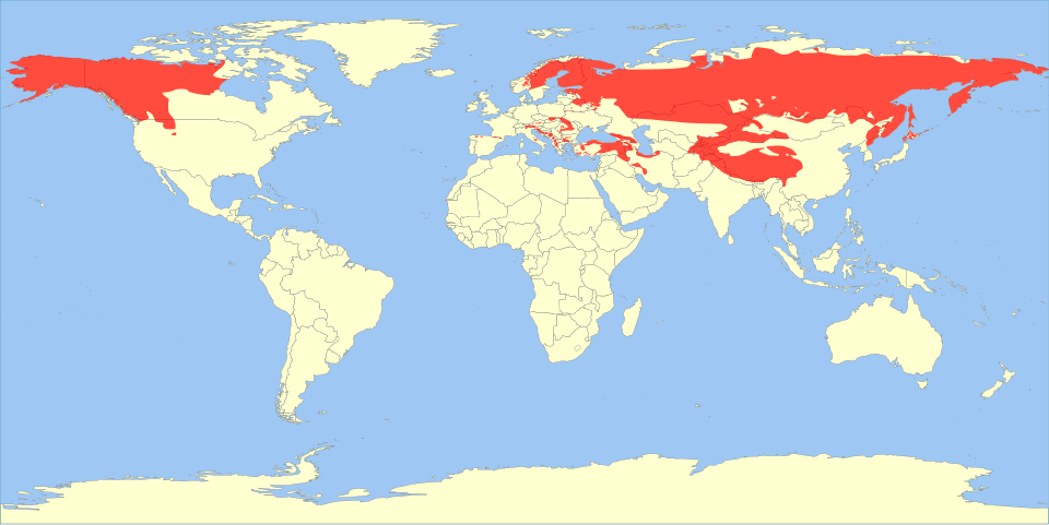 Fayl:Ursus arctos range map.svg